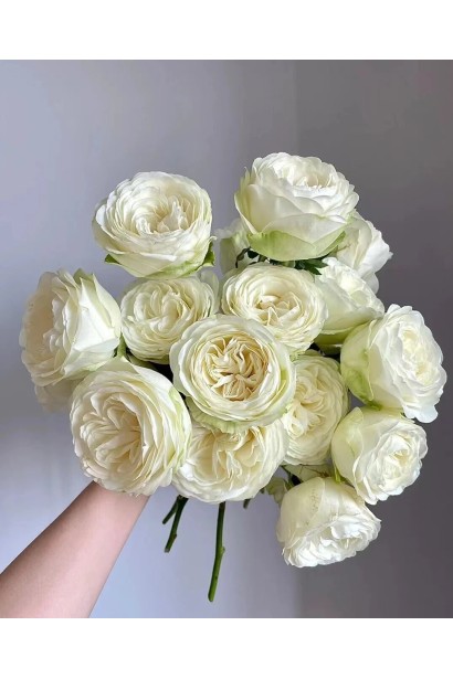 Букет из кремовой розы Пур Блонд.